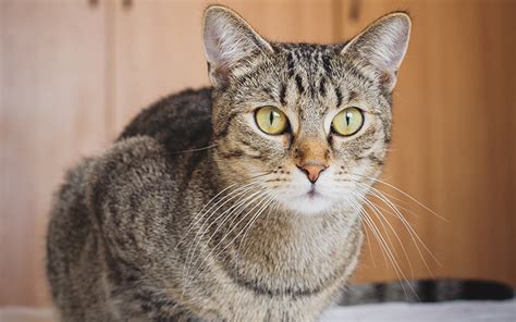 One way many pet owners do it is to look for a name that goes with your cat's physical a tabby cat has distinctive markings associated with stripes, swirls or dots. Boy Cat Names - 250 Great Male Cat Names From The Happy ...