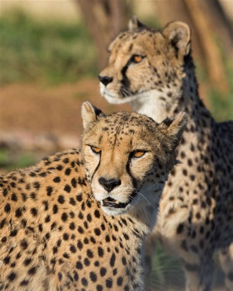 Okonjima Namibia Namibia Cheetahs Animals