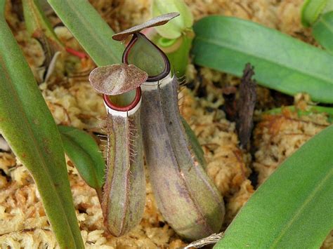 Nepenthes is known as the monkey cups by the locals. PERIUK KERA - MyAgri.com.myMyAgri.com.my