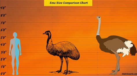 Emu Size Explained Comparison With Ostrich And Human