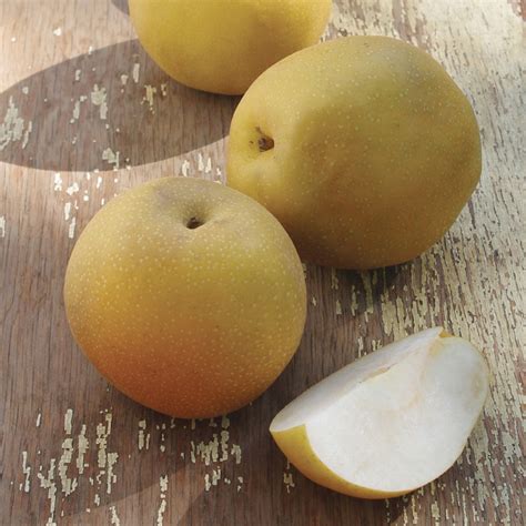 Peggy Asian Pear Pear Trees Stark Bros