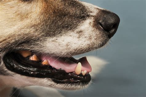 How To Fix Your Dogs Bad Breath With 4 Simple Tips