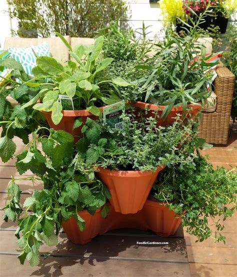 Grow A Container Vegetable Garden On Your Patio Tips The Foodie