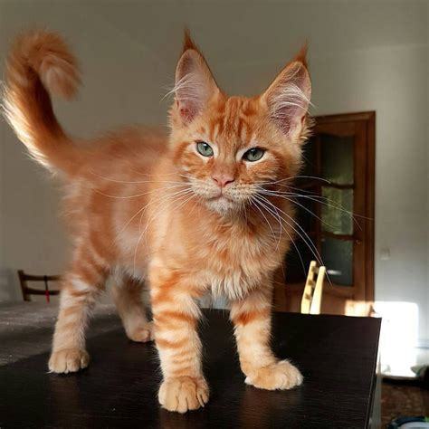 | what is the average lifespan of a maine coon cat and how long do maine coons usually live for as pet cats? Pin on Cats and dogs and other cute stuff