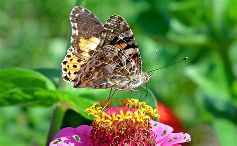 Rüyada Kelebek Görmek Ne Anlama Gelir? - Diyadinnet Rüya Tabirleri