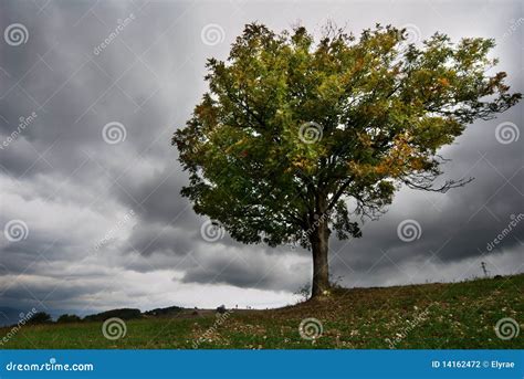 Tree In Stormy Weather Stock Photo Image Of Country 14162472