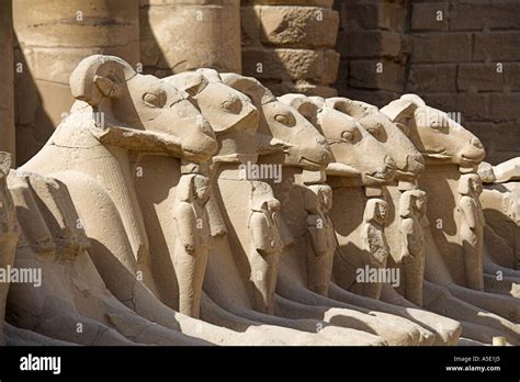 Ram Sphinxes In The Temple Of Karnak Luxor Egypt Stock Photo Alamy