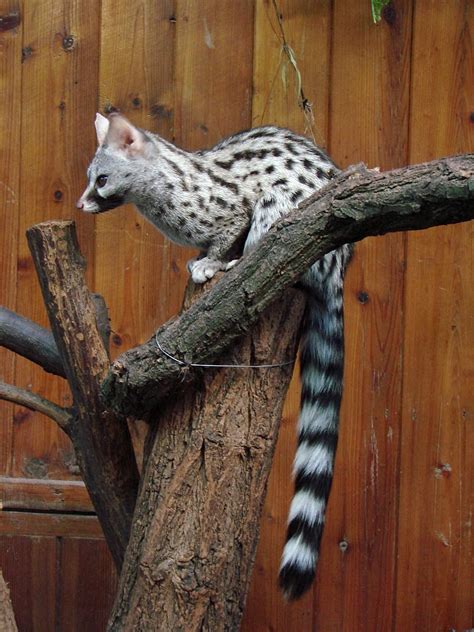 10 Cutest & Most Cuddly Exotic Pets