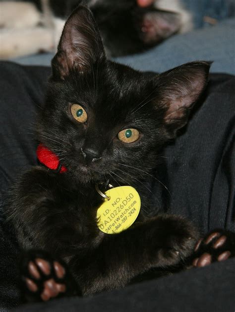 10 Reasons Adopt Black Cats Humor And Truth Playful Kitty Black Cat