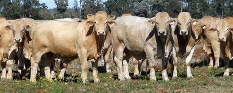 Charbray Brahman X Charolais Cattle Cross Beef Cattle Brahma Bull