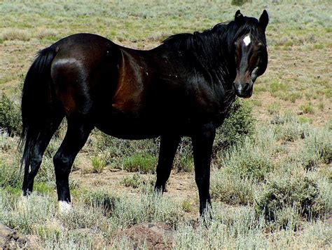 Magnificent Black Stallion In The Wild Photograph By Craig Downer