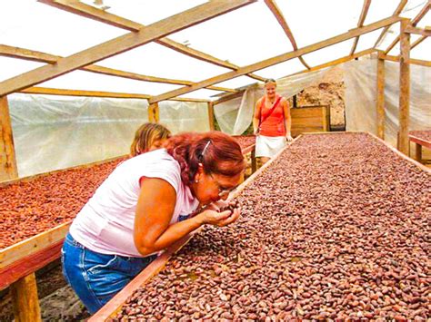 Tour Ruta Del Cacao Alto El Sol El Mejor Cacao Del Mundo Turismoi Pe