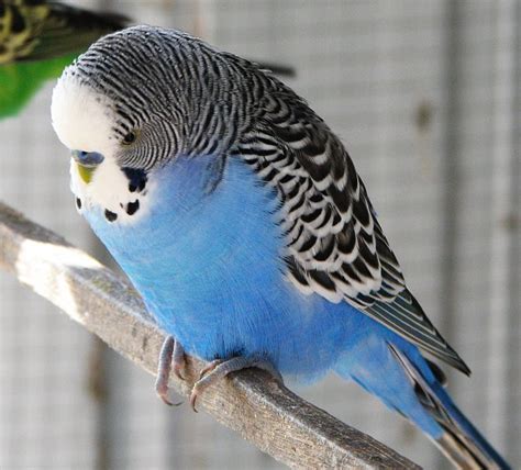 Budgerigar Bird Facts Pet Care Behavior Housing Pictures