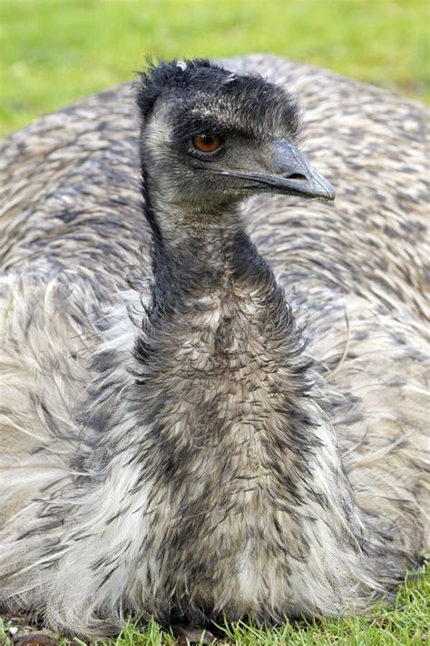 Emus Stock Image Image Of Flock Nature Birds Group 83981327