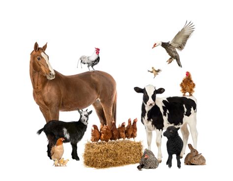 All Kinds Of Farm Animals Stock Photo 09 Free Download