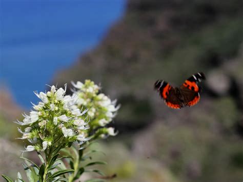 Butterflies Of The Western Palearctic Canary Islands Tenerife And La