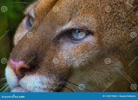 Close Up Portrait Of A Puma Or Cougar With Blue Eyes Stock Photo
