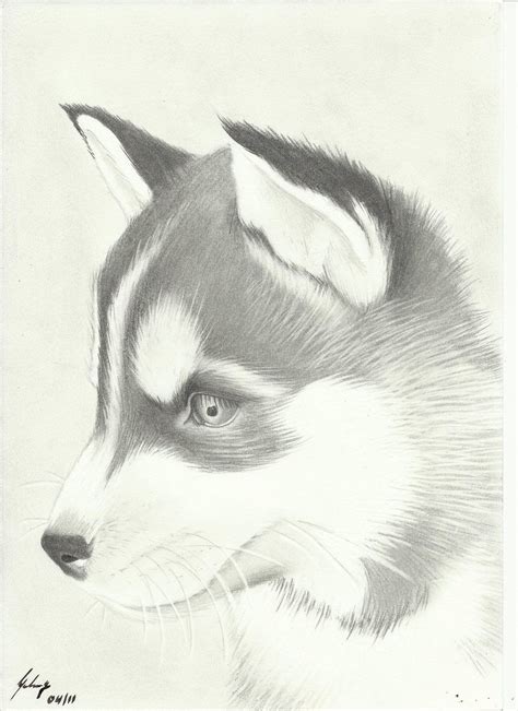 Drawings Of A Husky Pet Lovers Husky Drawing Dog Drawing Puppy