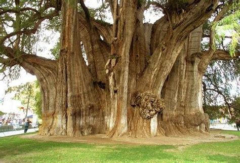 An Ancient Giant The Tree With The Largest Diameter Is El Arbol Del