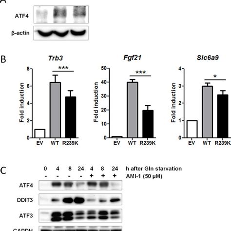 Model Of BTG1 Mediated ATF4 Regulation During Cellular Stress A In