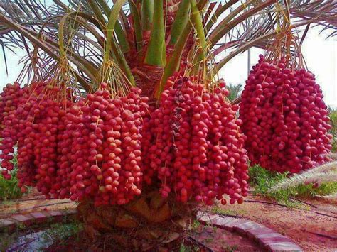 Check spelling or type a new query. Dates Tree - Amazing fruit | fruit and nut trees_how to ...