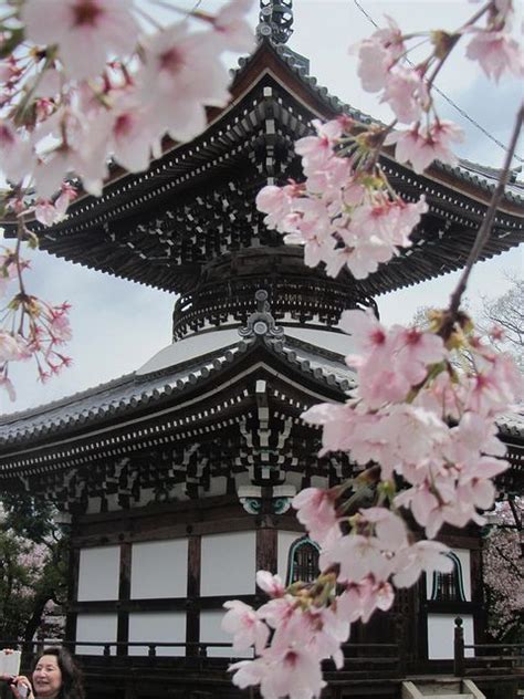 Cherry Blossoms In Japan Stellar Interior Design