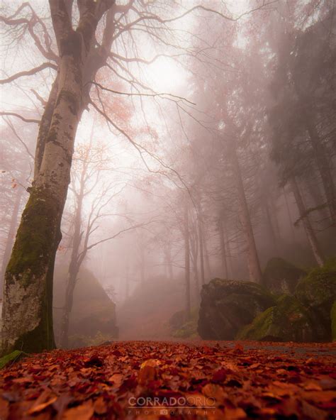 Italian Forest Bosco Italy Forest And Wildlife Beautiful