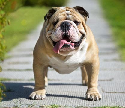 Get detailed victorian bulldog facts, health, history, appearance, temperament, and maintenance information on wag! Victorian Bulldog Dog Breed