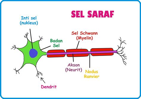 Sistem saraf tepi tersusun atas semua saraf yang membawa pesan dari dan ke sistem saraf pusat. Sel Saraf | biologi.ku