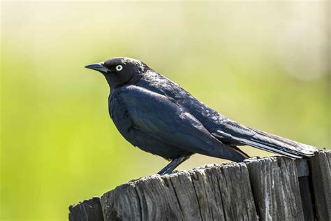 Blackbirds In Arizona 10 Species To Keep An Eye Out For