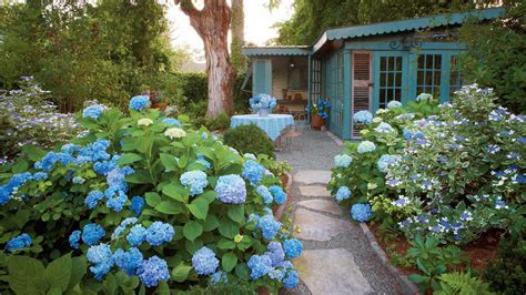 1,327,839 likes · 63,012 talking about this. Why Didn't My Hydrangeas Bloom? - Southern Living