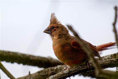 Everything You Need To Know About Baby Cardinals