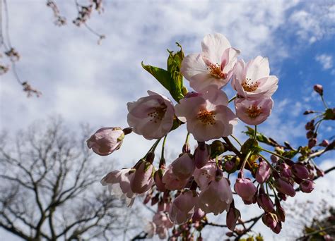The Best Time To See The Cherry Blossoms In High Park In Toronto Is Now