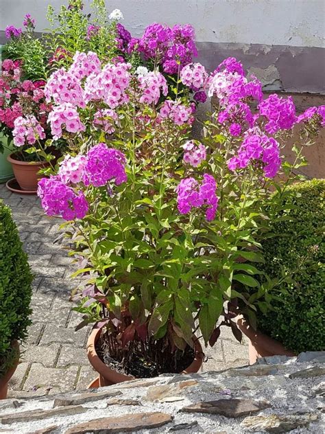 Phlox Paniculata The Ultimate Guide For Growing Phlox In Pots