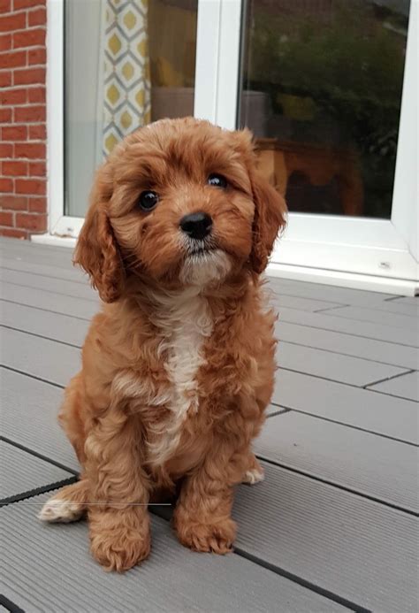 Maybe you would like to learn more about one of these? Waiting List for F1Health Tested Red Cavapoo pups | Exeter ...