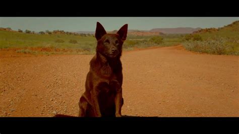So if you haven't seen you should watch it. RED DOG׃ TRUE BLUE Trailer Dog Movie, Family 2016 - YouTube