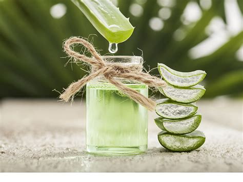 How To Use Aloe Vera To Improve Your Health The House Of Wellness