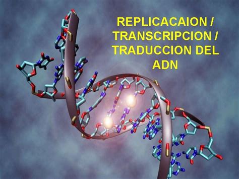 Replicacaion Transcripcion Traduccion Del Adn 1 El Adn
