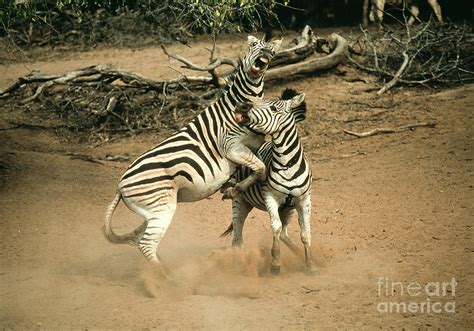 Fighting Zebras Photograph By Peter Chadwickscience Photo Library