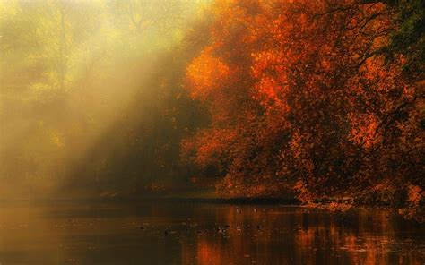Nature Landscape River Forest Fall Mist Sun Rays Trees