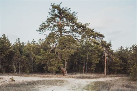 Beautiful High Pine Tree Growing In Front Of Pine Forest Stock Photo