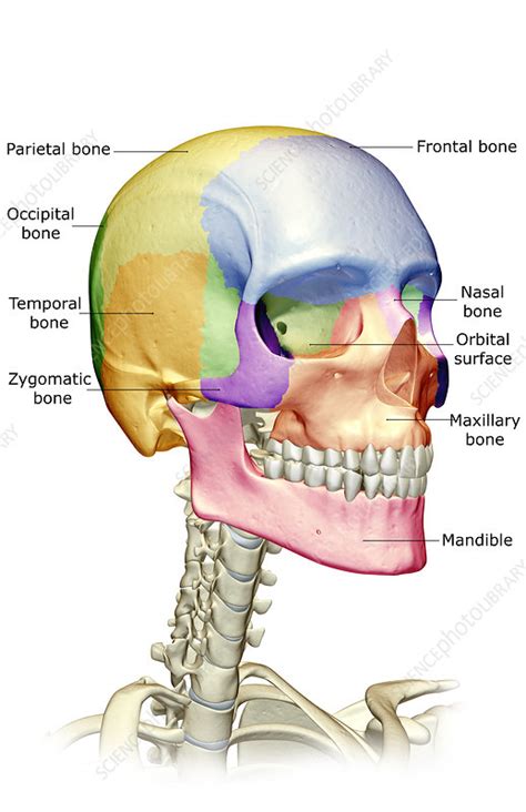 They support the body structurally, protect our vital organs, and allow us to calcium balance: 'The bones of the head, neck and face' - Stock Image ...
