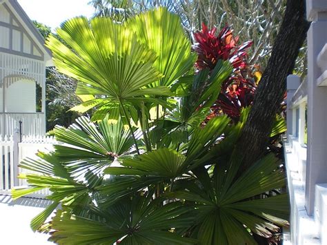 Oct 18, 2020 · different types of palms also grow to varying heights. How to Identify Other People's Australian Palms | Palms ...