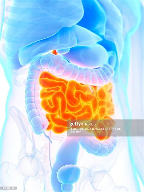 Small Intestine Illustration High Res Vector Graphic Getty Images