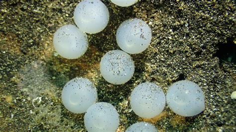 Eggs Of The Cuttlefish Christoph Troesch