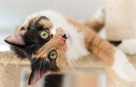 Fascinating Calico Cat Behavior And Personality Traits Lovetoknow