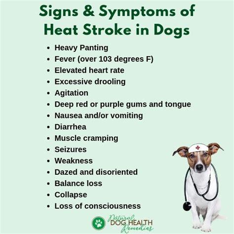 Dog Heat Stroke Symptoms Causes And First Aid Treatment