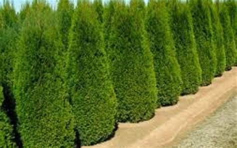 Pyramidalis Arborvitae 3 Gallon Plants Gardener Direct