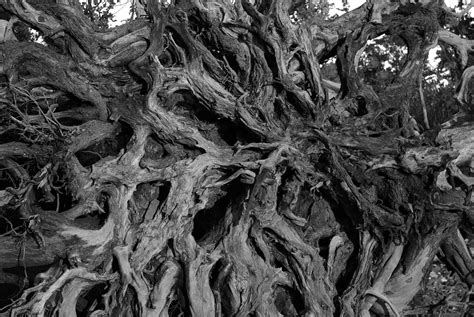 Fallen Tree Pegicardstark Flickr