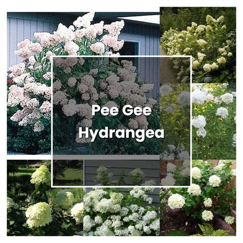 How To Grow Pee Gee Hydrangea Plant Care And Tips Norwichgardener